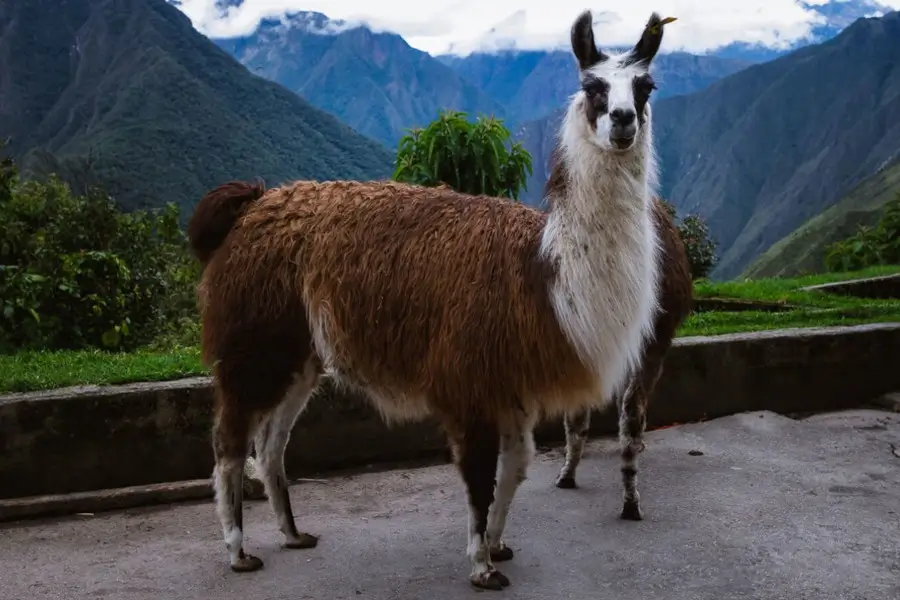 Llama at Wiñay Wayna